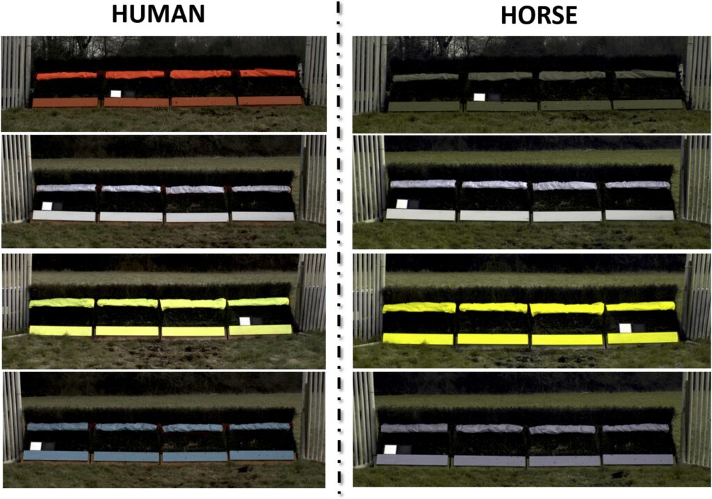 White is the new orange: horse safety at the heart of colour changes